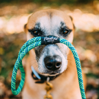 Coastal Dog Kit: 6ft Recycled Climbing Rope Dog Leash + Collar